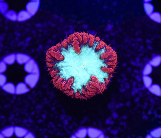 WYSIWYG Ultra Blastomussa 1"