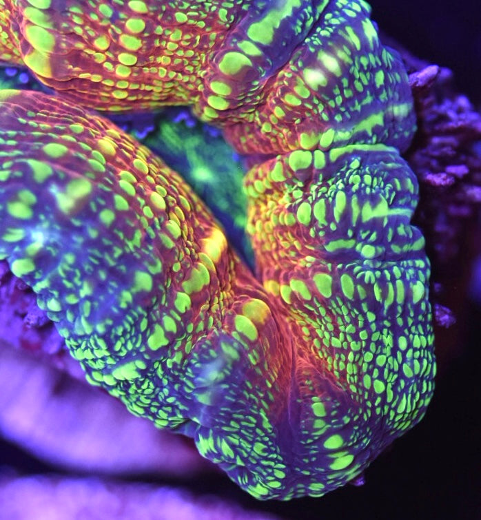 WYSIWYG Radioactive Lobophyllia 2"