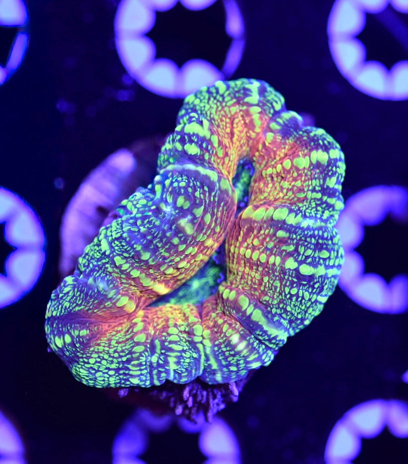 WYSIWYG Radioactive Lobophyllia 2"