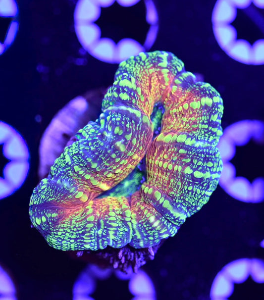 WYSIWYG Radioactive Lobophyllia 2"