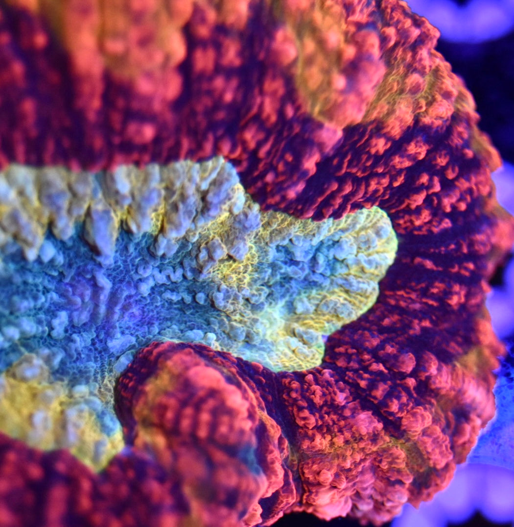 WYSIWYG Incredible Rainbow Lobophyllia 3.5" (INSANE!)