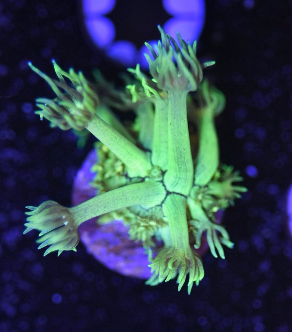 WYSIWYG Neon Green Goniopora 1.5"