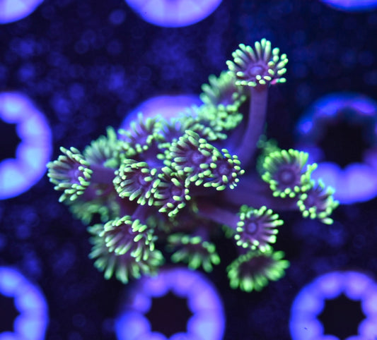 WYSIWYG Dark Matter Goniopora 2" (UNIQUE!)