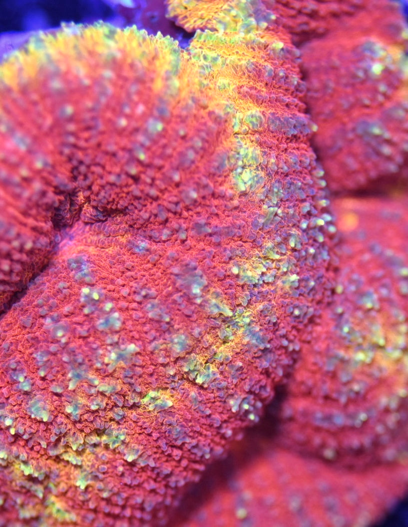 WYSIWYG Inferno Lobophyllia 3.5" (WOW!)