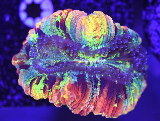 WYSIWYG Master Trachyphyllia 3" (INSANE!)