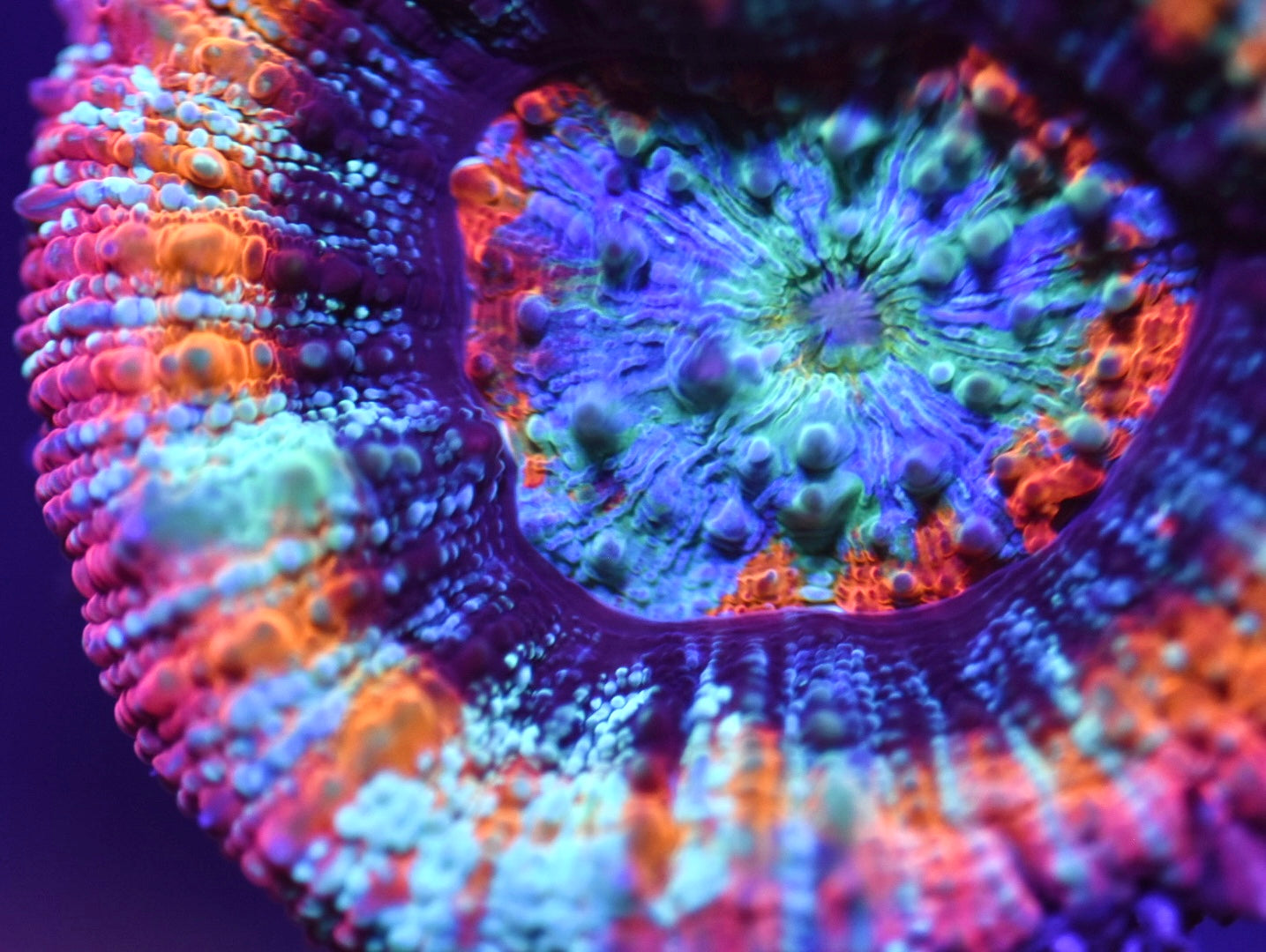WYSIWYG Rainbow UFO Scolymia 1.5" (ONE OF A KIND!)