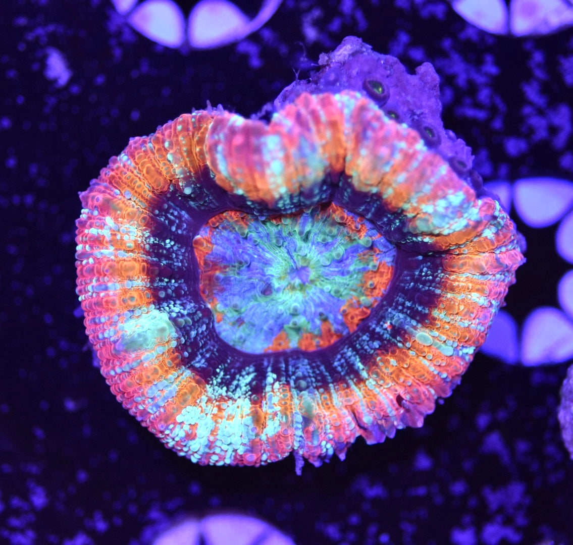 WYSIWYG Rainbow UFO Scolymia 1.5" (ONE OF A KIND!)
