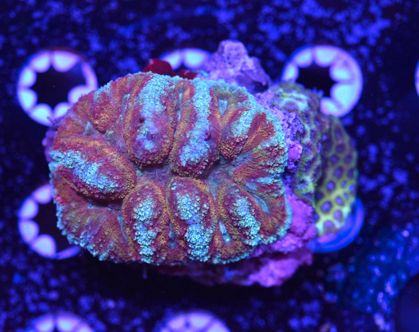 WYSIWYG Ultra Rainbow Symphyllia 3"
