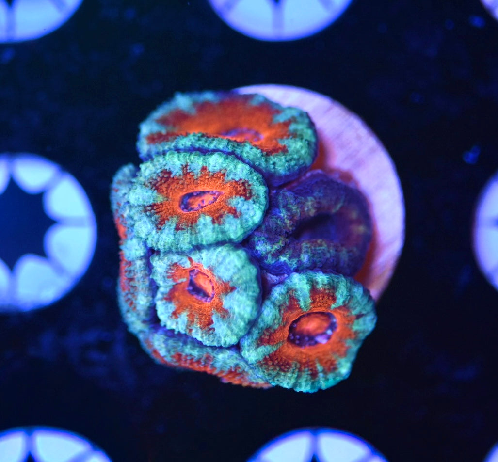 WYSIWYG Rainbow Acan 1.5"