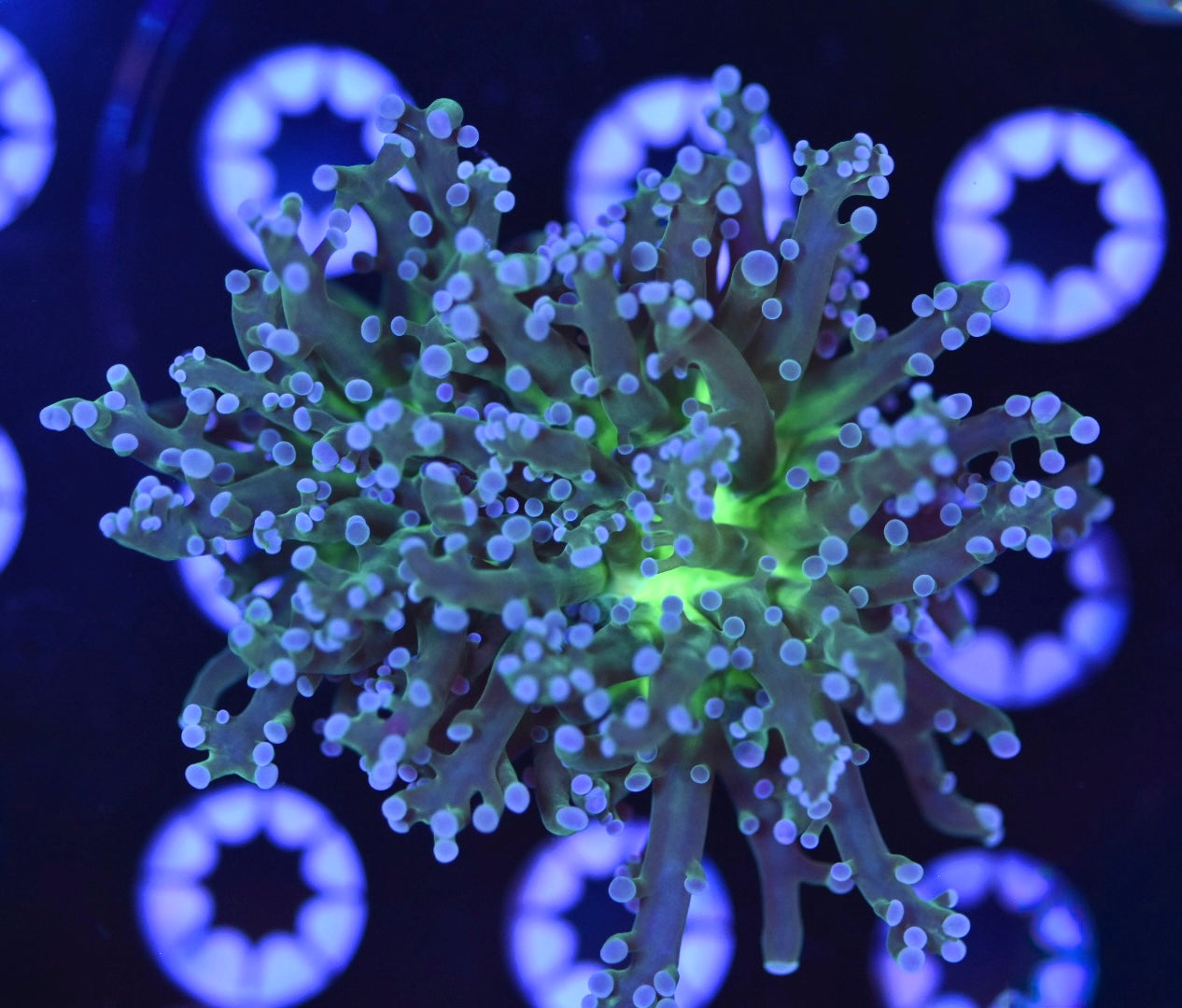 WYSIWYG Triple Crown Frogspawn 3.5"