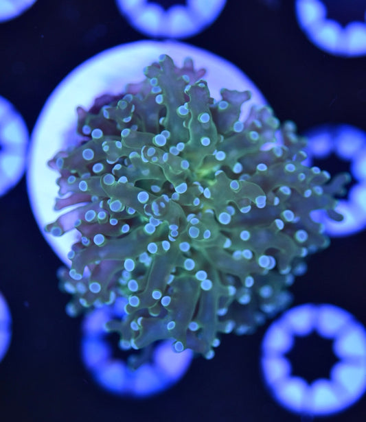 WYSIWYG Blue Tip Frogspawn 2"