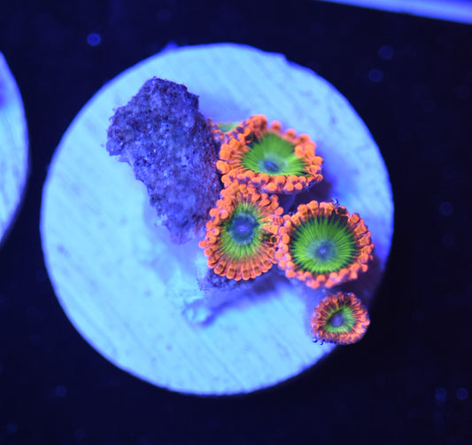 WYSIWYG Electric Oompa Loompa Zoanthids