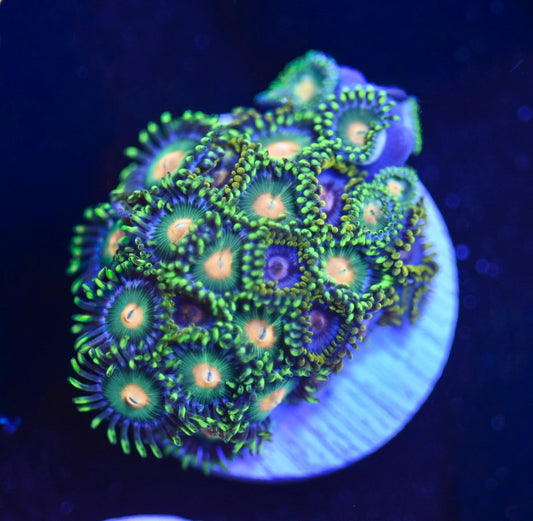 WYSIWYG Zoanthid Combo Frag