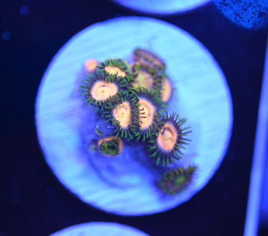 WYSIWYG Golden Goddess Zoanthids