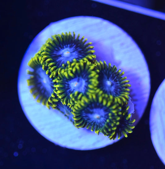 WYSIWYG Smurfette Zoanthids