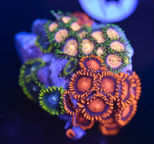WYSIWYG Zoanthid Combo Frag