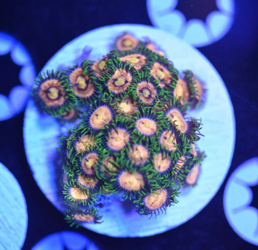 WYSIWYG XL Golden Goddess Zoanthids
