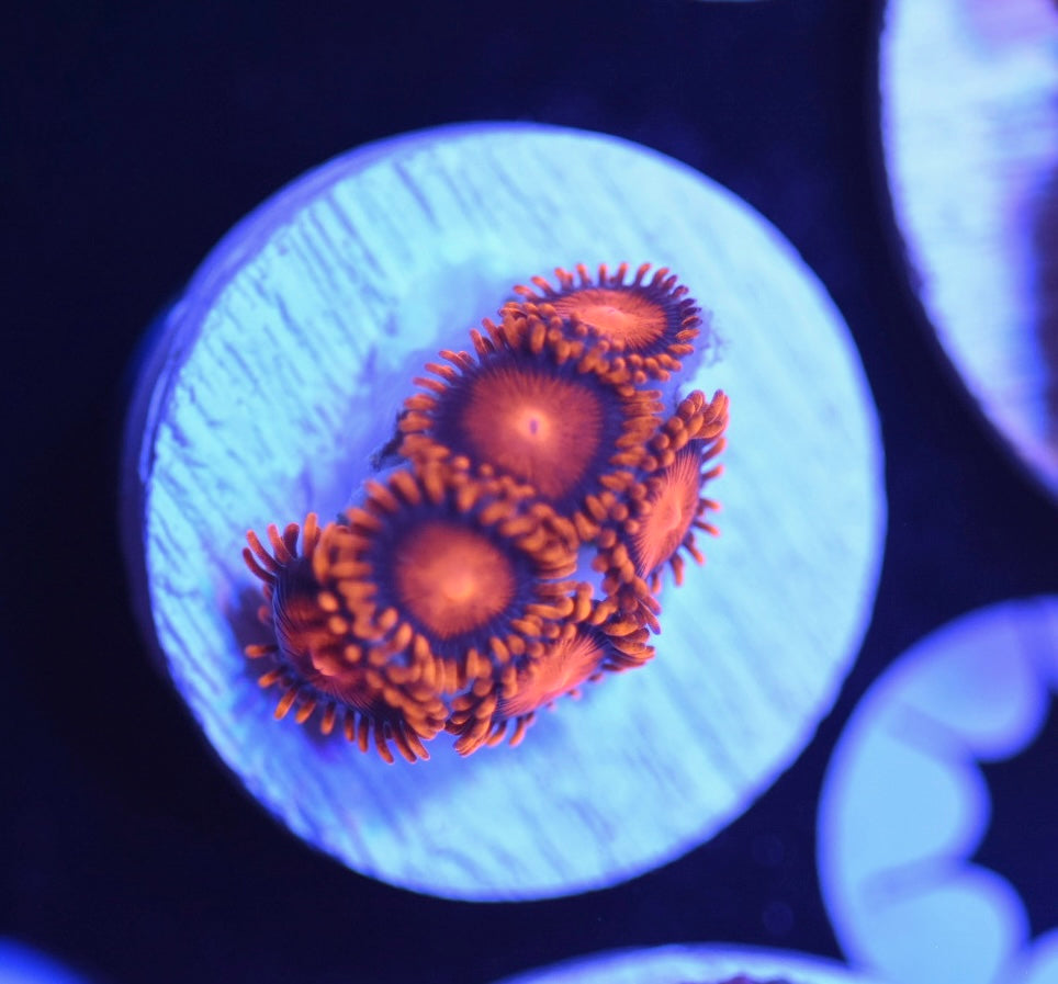 WYSIWYG Orange Bam Bam Zoanthids