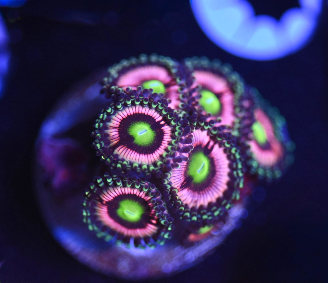WYSIWYG Pink Energizer Bunny Zoanthids
