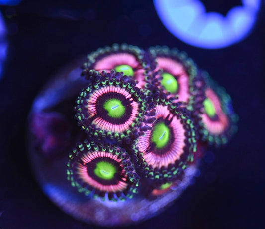 WYSIWYG Pink Energizer Bunny Zoanthids