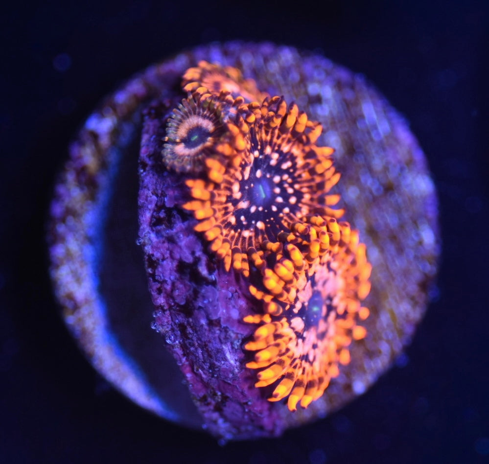 WYSIWYG Utter Chaos Zoanthids