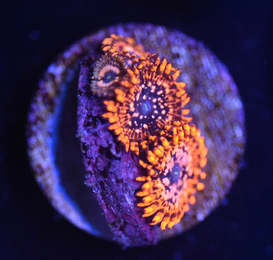 WYSIWYG Utter Chaos Zoanthids