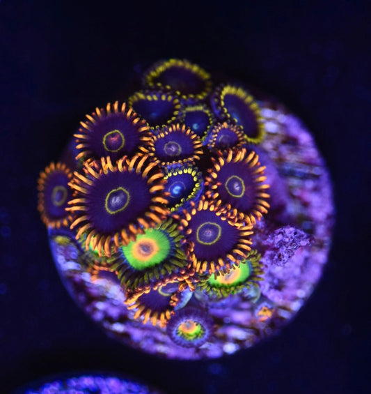 WYSIWYG Zoanthid Combo Frag