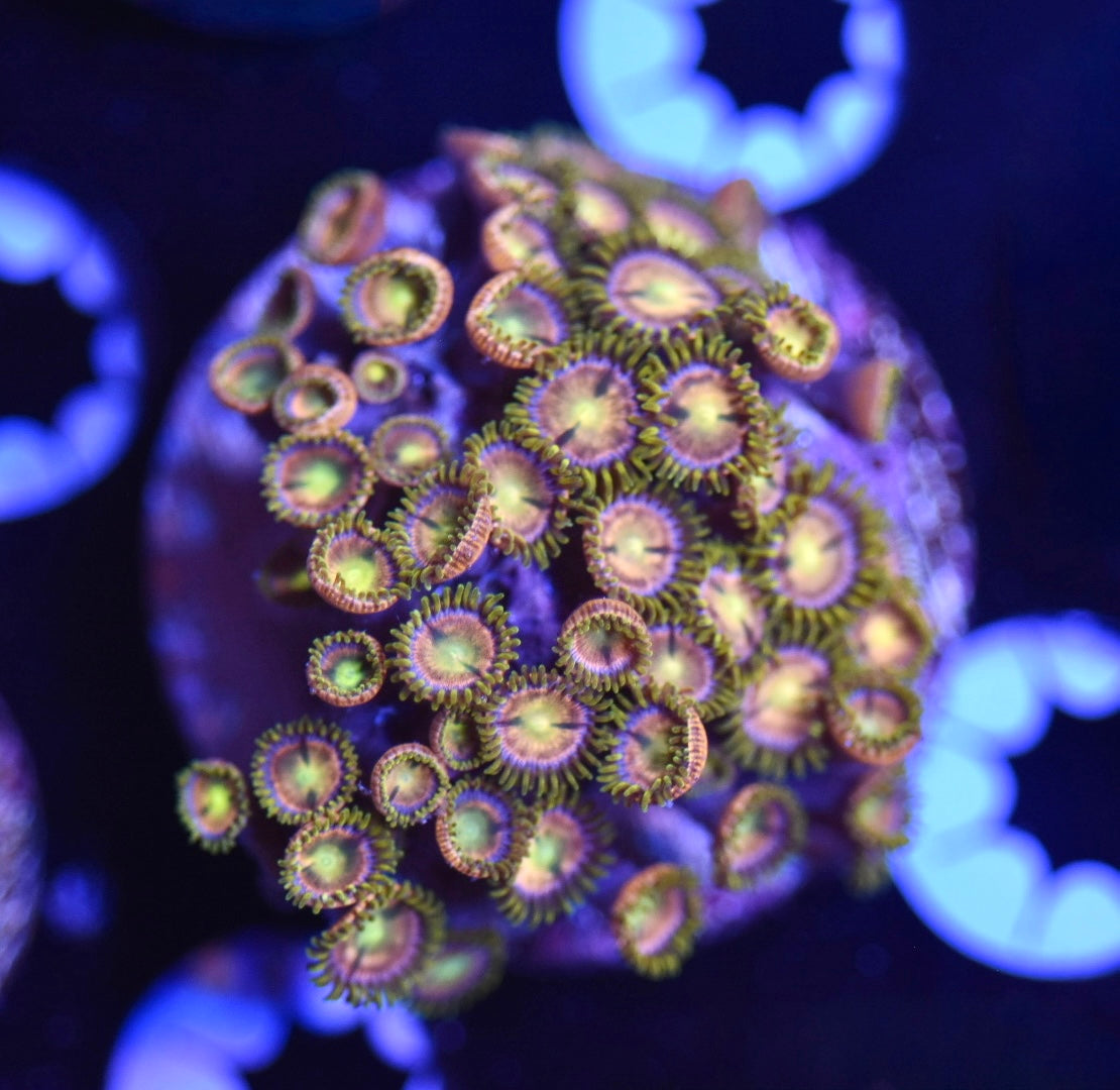 WYSIWYG XL Mansa Musa Zoanthids