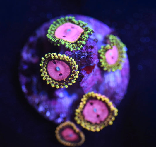 WYSIWYG Pink Diamond Zoanthids