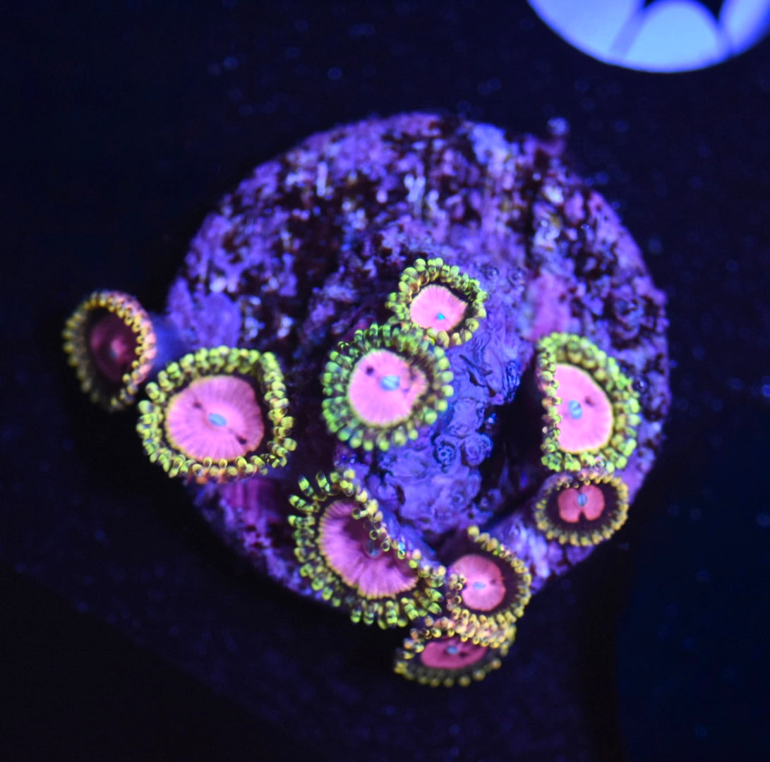 WYSIWYG Pink Diamond Zoanthids