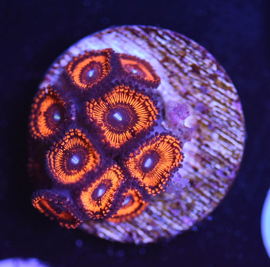 WYSIWYG Nuclear Owl Zoanthids