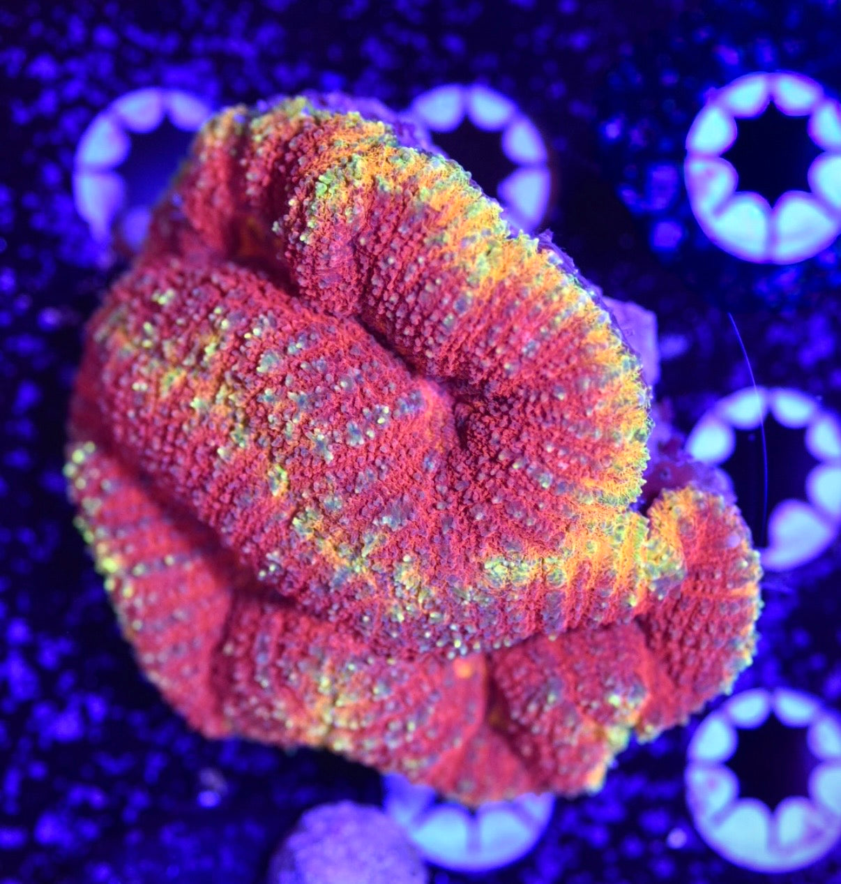 WYSIWYG Inferno Lobophyllia 3.5" (WOW!)