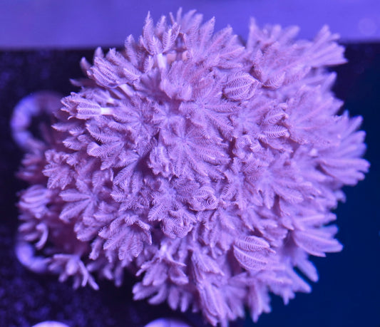 WYSIWYG XXL Pulsing Xenia 4"