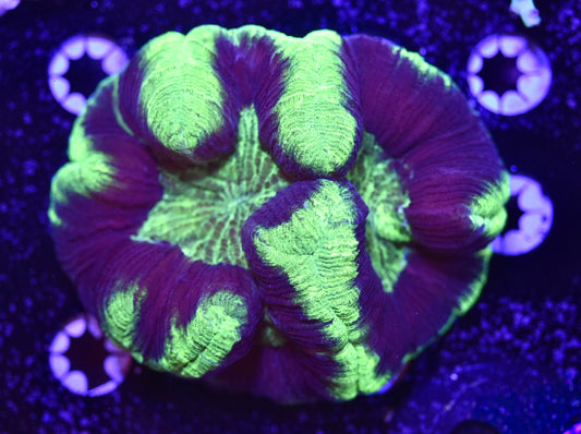 WYSIWYG UFO Trachyphyllia 4.5" (UNQIUE!)