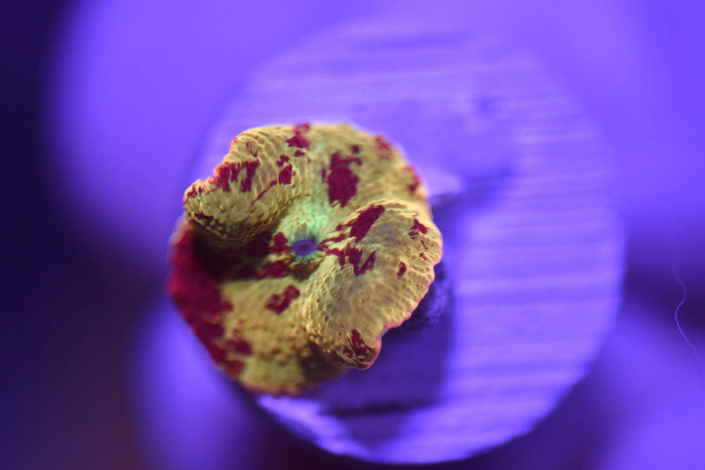 WYSIWYG Eclectus Jawbreaker Mushroom 0.75"