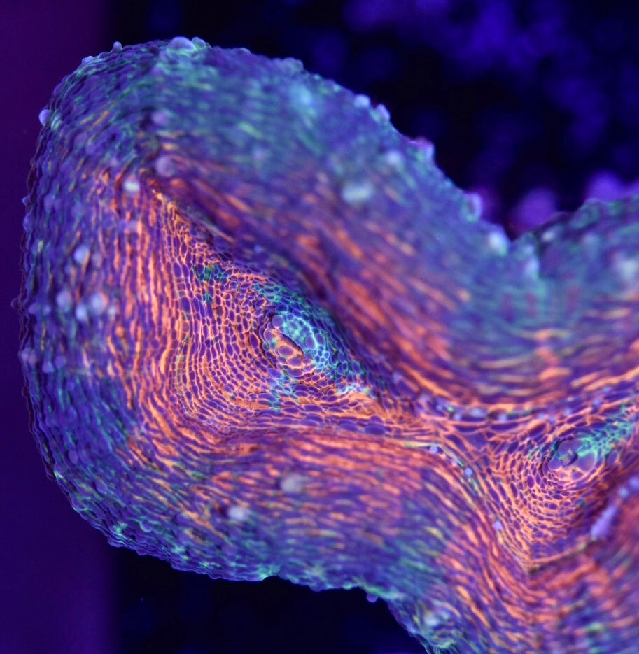 WYSIWYG Rainbow Lobophyllia 3"