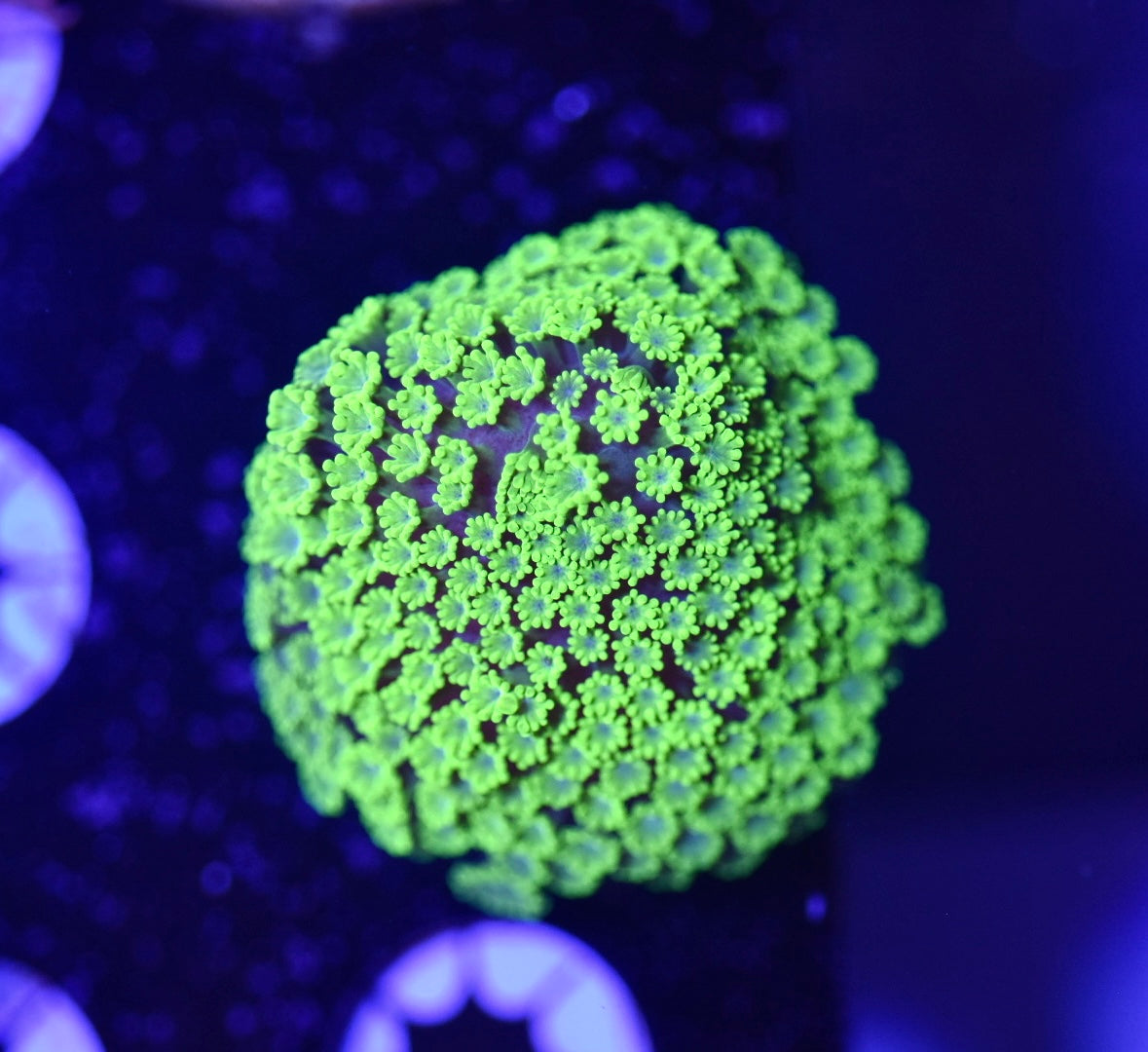 WYSIWYG Toxic Green Micro Alveopora 1.5"