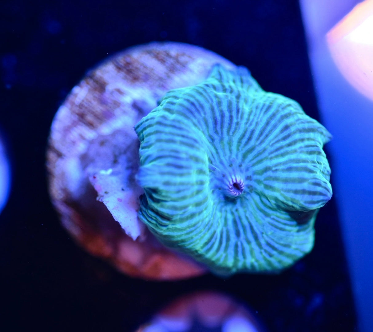 WYSIWYG Baby Blue Discosuma Mushroom 1"