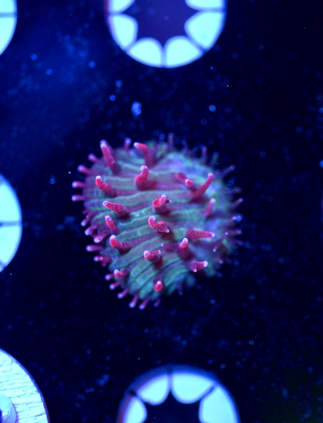 WYSIWYG Diablo Diaseris Plate 0.75"