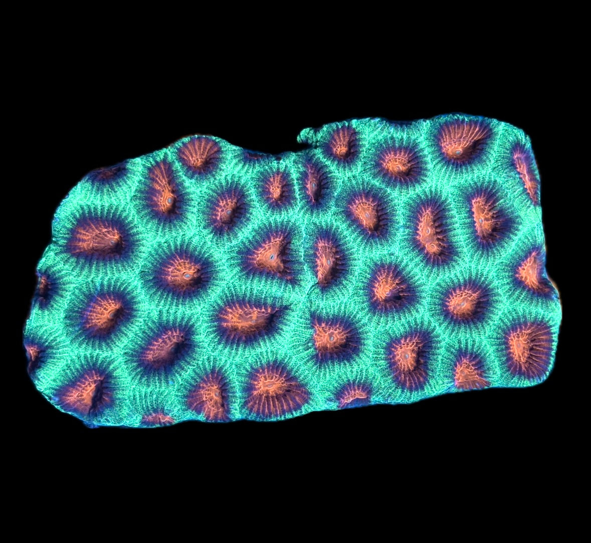 WYSIWYG Watermelon Favia Colony 4.5" (BRIGHT!)