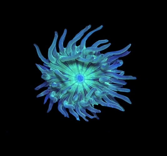 WYSIWYG Duncan Frag 1.5"