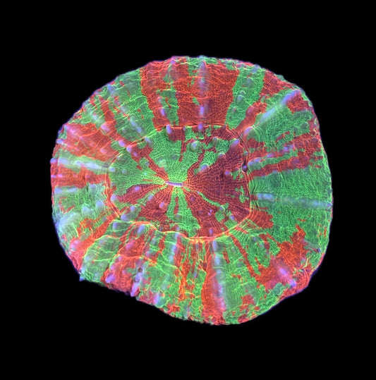 WYSIWYG Reverse Bleeding Apple Scolymia 2.5"