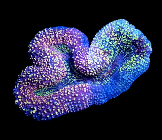 WYSIWYG Incredible Rainbow Lobophyllia 6" (ONE OF A KIND!)