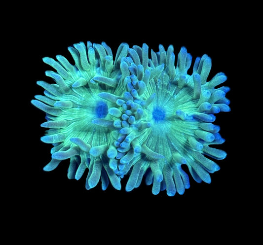 WYSIWYG Duncan Frag 2.5"