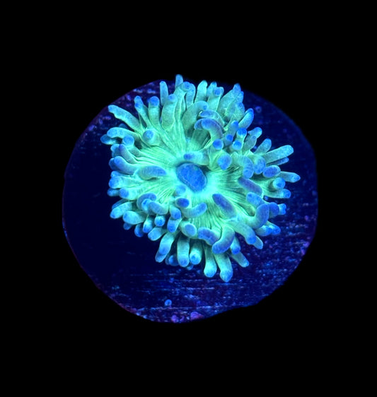 WYSIWYG Duncan Frag 1.5"