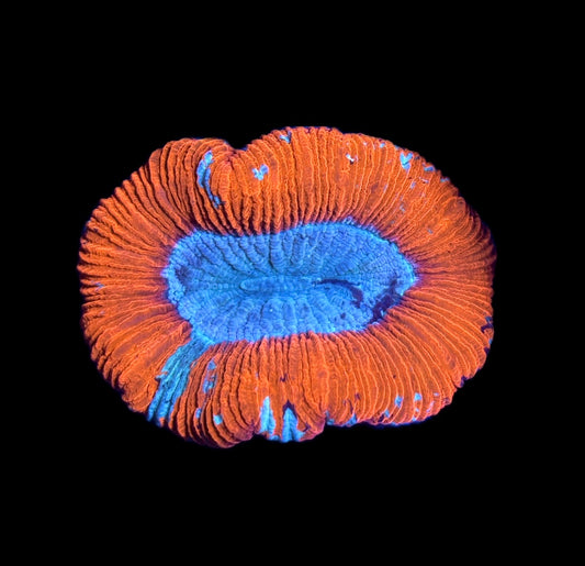 WYSIWYG Ultra Rainbow Trachyphyllia 3"