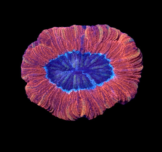 WYSIWYG Ultra Rainbow Trachyphyllia 3"