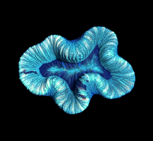 WYSIWYG Rainbow Trachyphyllia 2.5"
