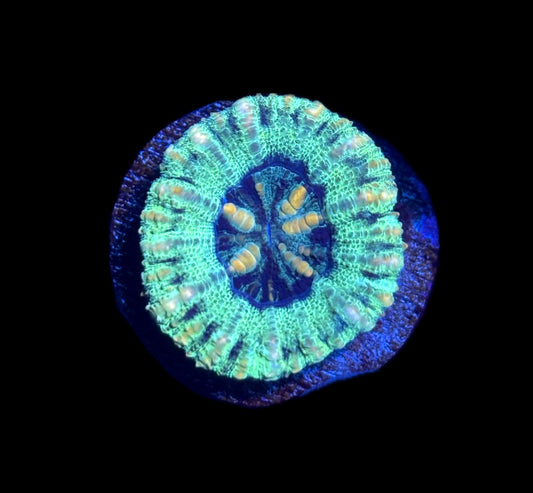 WYSIWYG Teal Rainbow Button Scolymia 1" (BRIGHT!)