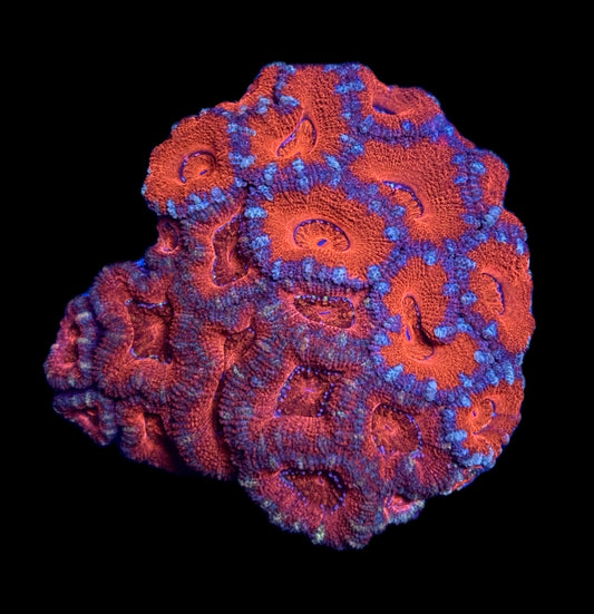 WYSIWYG Grafted Rainbow Acan Colony 3.5" (WOW!)